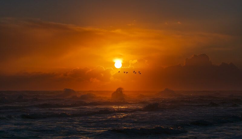 Полёт бакланов над Тихим океаном на закате дня фото превью