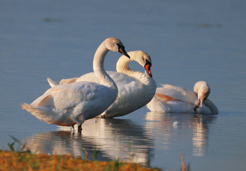 *** фото превью