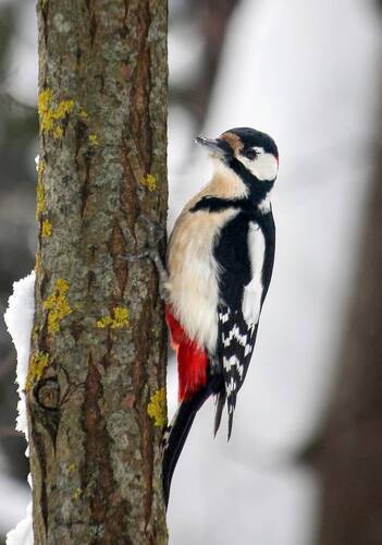 Большой пестрый