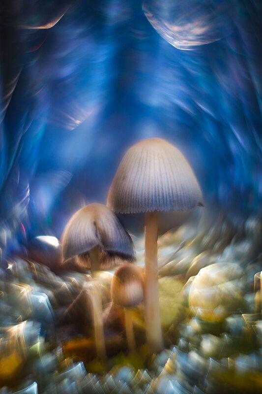 Декабрьские грибочки :-) фото превью