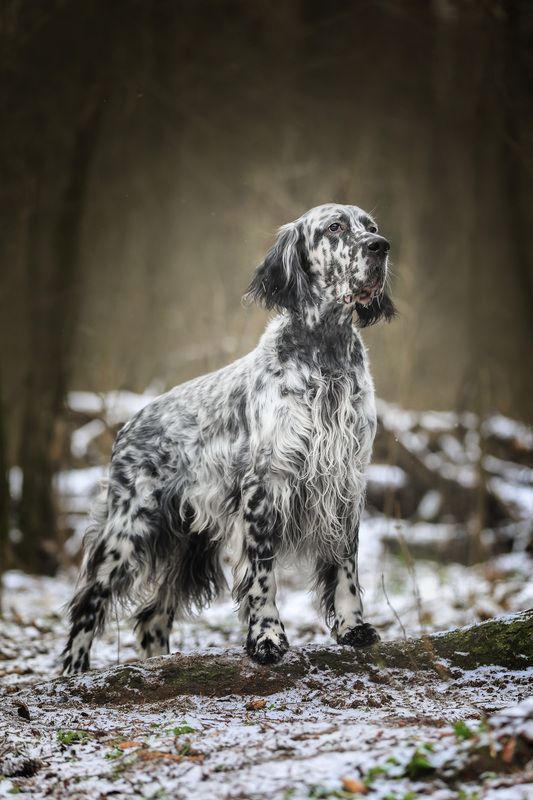 .... фото превью