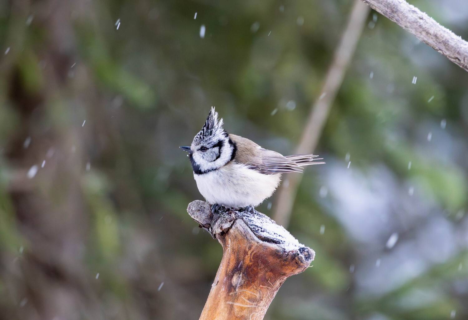 , Жуков Михаил
