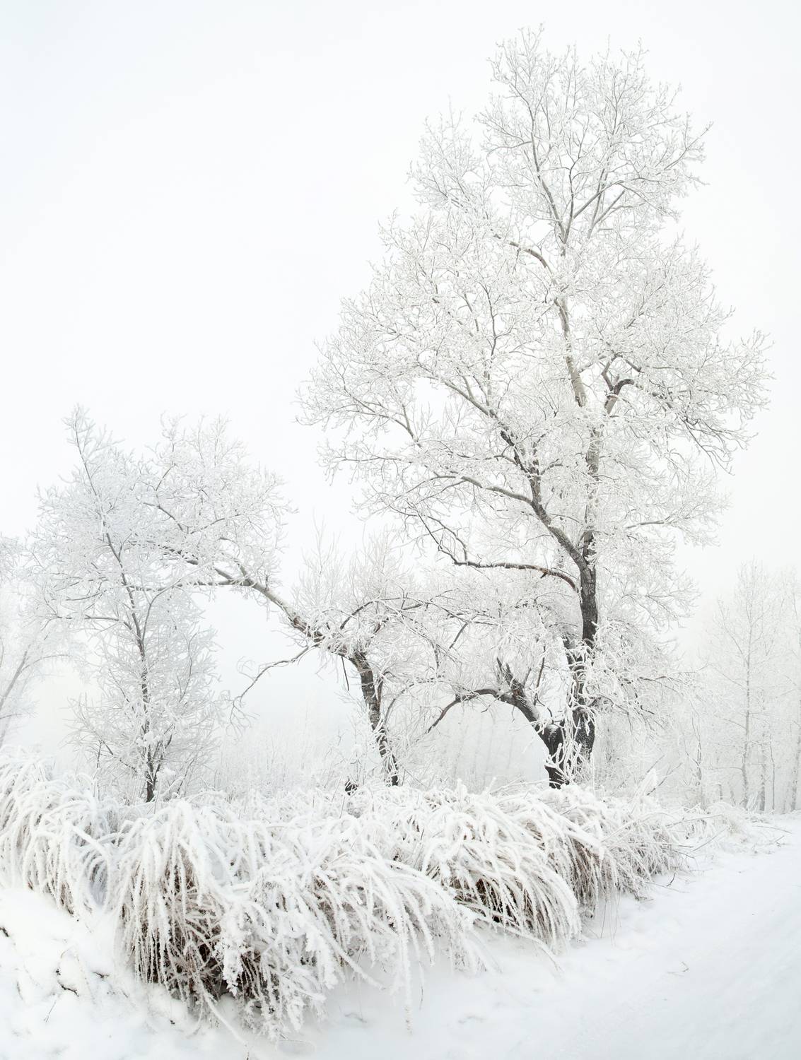 красноярск, красиво, зима, сибирь, холод, мороз, снег, январь, декабрь, Александр Нерозя