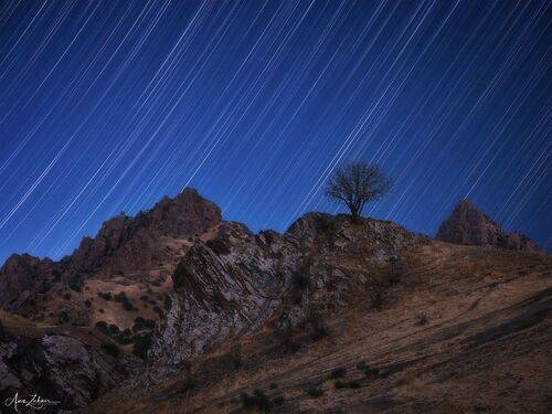 The Lonely Tree under the stars