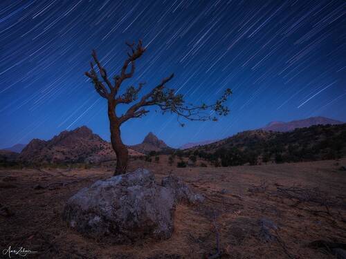 The lonely tree under the stars