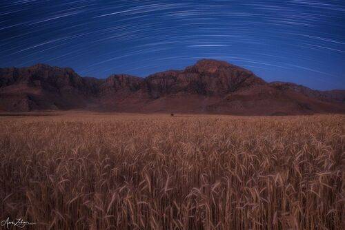 The wheat field