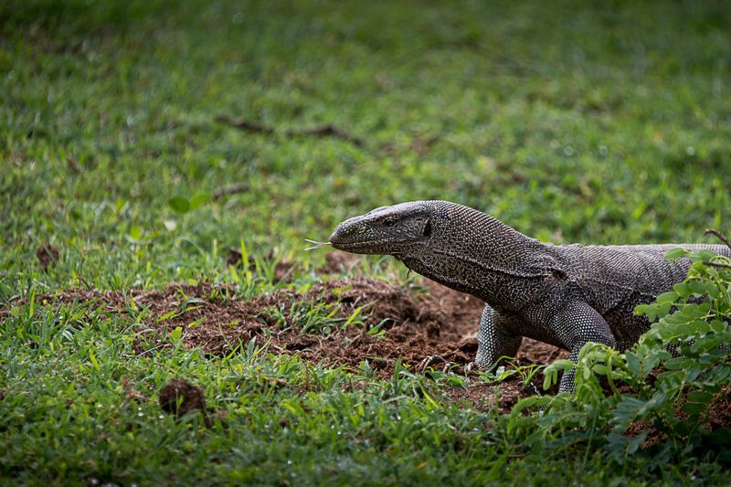 варан, Шри-Ланка, ящерица бенгальский варан фото превью