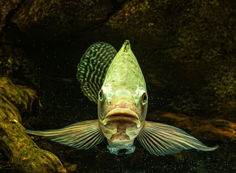 Аквариумные рыбки фото превью