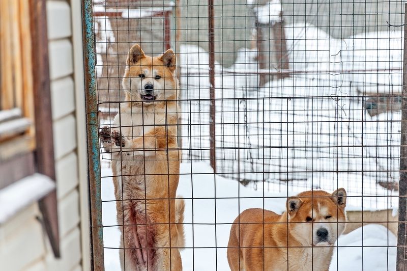 Оптимист и пессимист фото превью