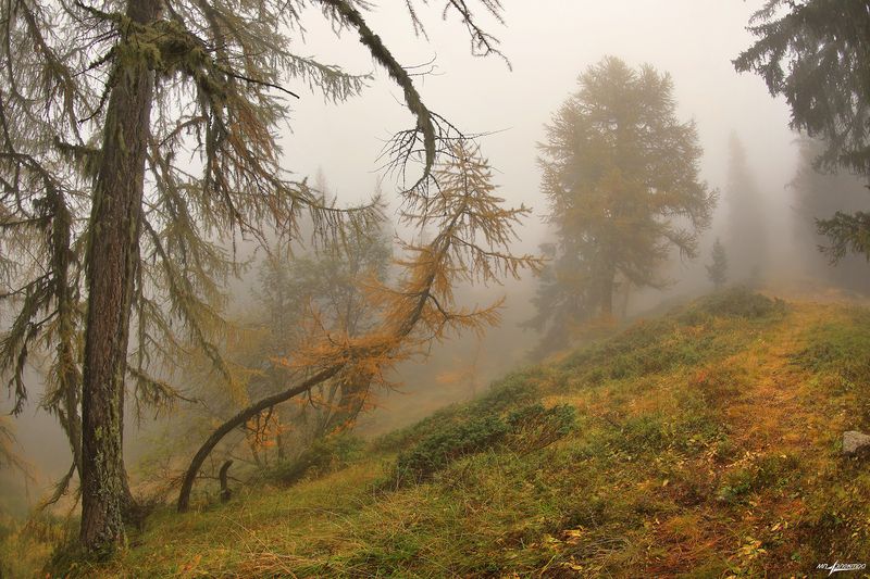 swiss Лесные истории... фото превью
