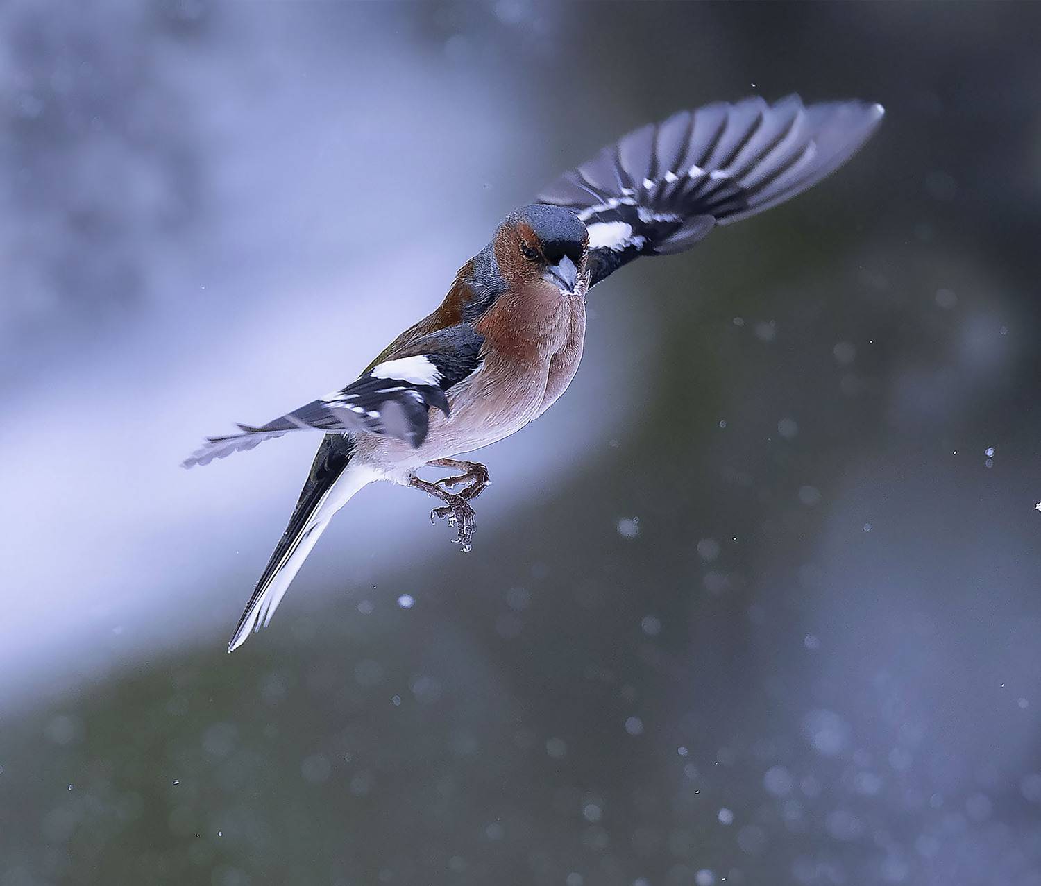 зяблик,перелётная птица,полёт, природа, bird, beautiful, flight ,nature, Стукалова Юлия