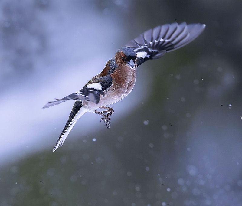 В снежном полёте фото превью
