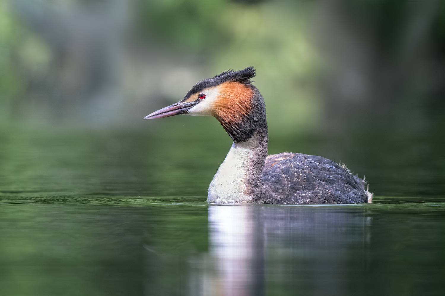Чомга, большая поганка, портрет, птицы, водоплавающие, фотохота, birds, birdwatching, great crested grebe, Михаил Ездаков