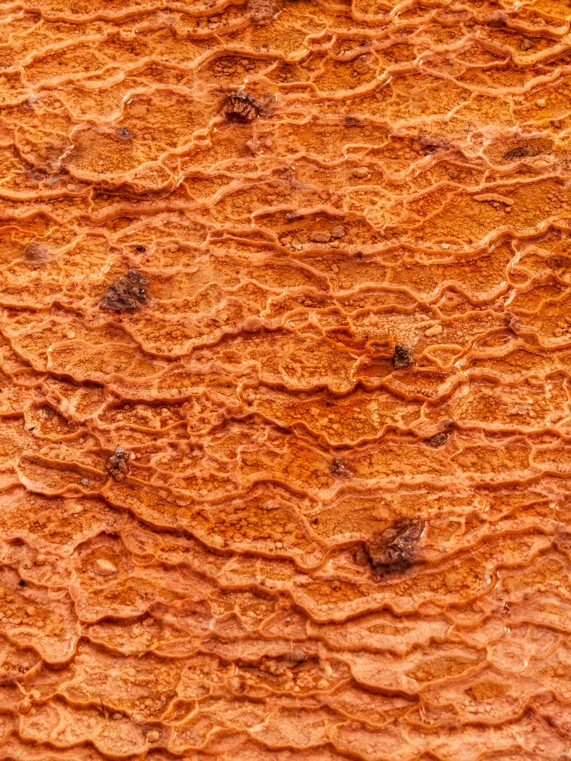 , Вукотић Никола