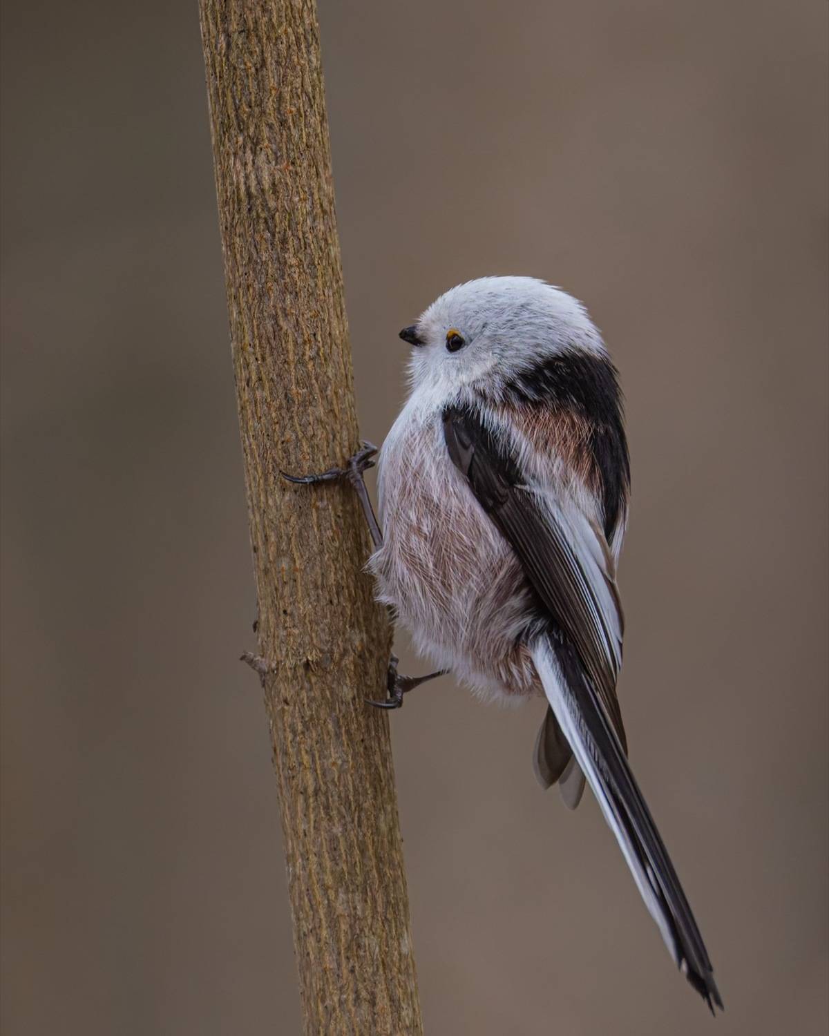 длиннохвостая синица, синица, ополовник, птицы, Ruslan Pl