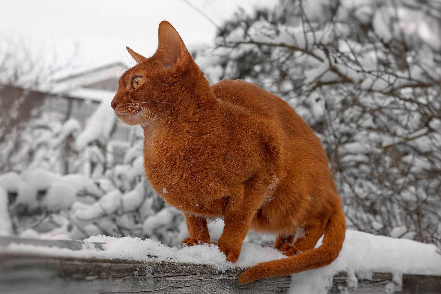 , Елена Михайлова