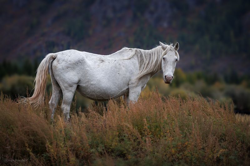алтай  фото превью