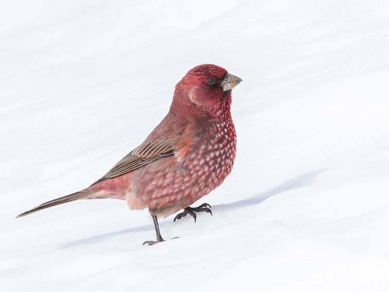Деловая чечевица фото превью