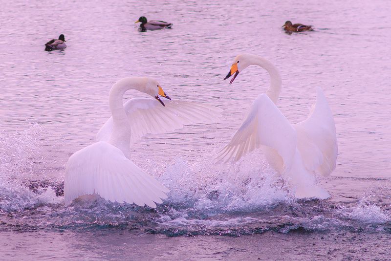 Алтайские лебеди фото превью