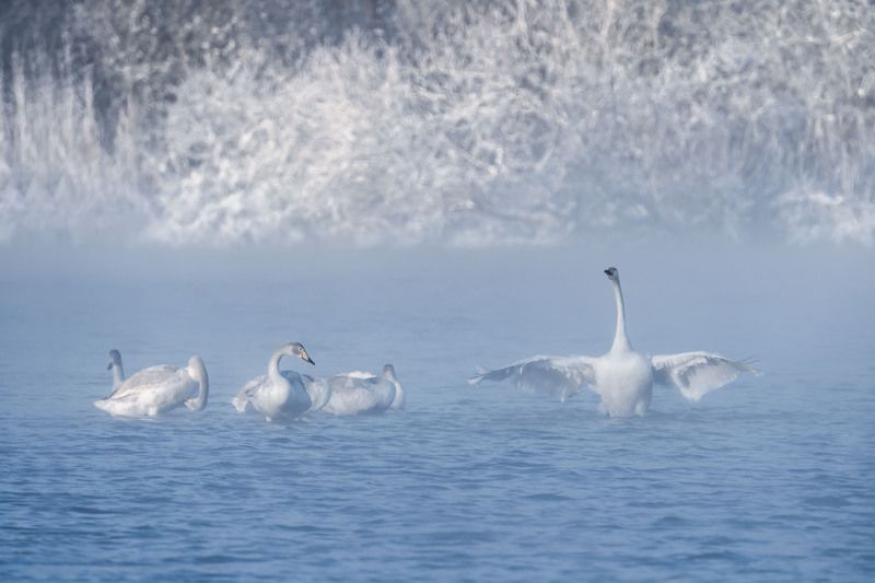 Лебединая зимняя гавань …  Swan winter harbor ... фото превью