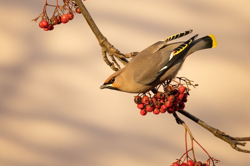 свиристель, птицы, рябина  фото превью