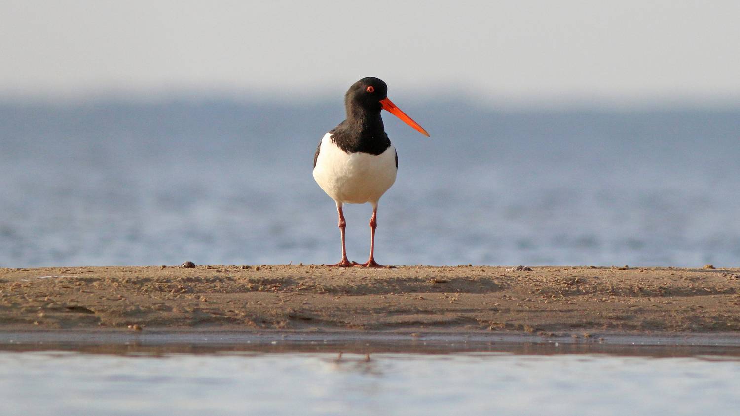 кулик-сорока, кулик, haematopus ostralegus, eurasian oystercatcher, куршский залив, Бондаренко Георгий