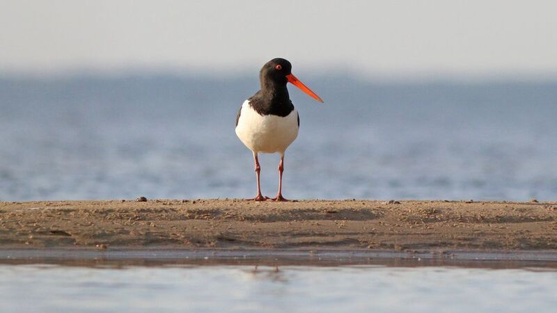 кулик-сорока, кулик, haematopus ostralegus, eurasian oystercatcher, куршский залив Тет-а-тет фото превью