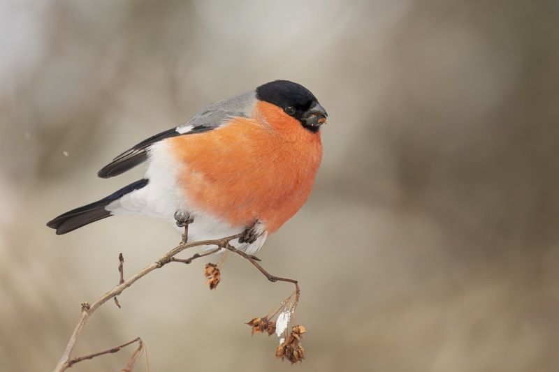 снегирь, птицы  фото превью