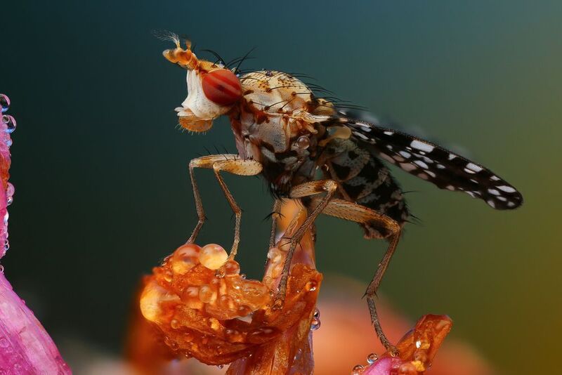 макро, природа, животное, растение, цвет, фото, оранжевый, муха, цветок Пестрокрылка фото превью