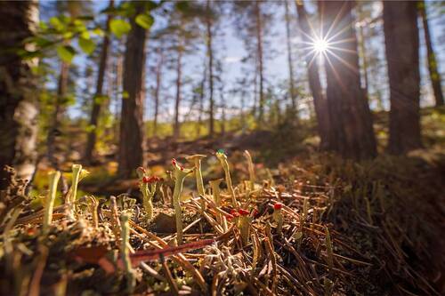 Микрокосмос