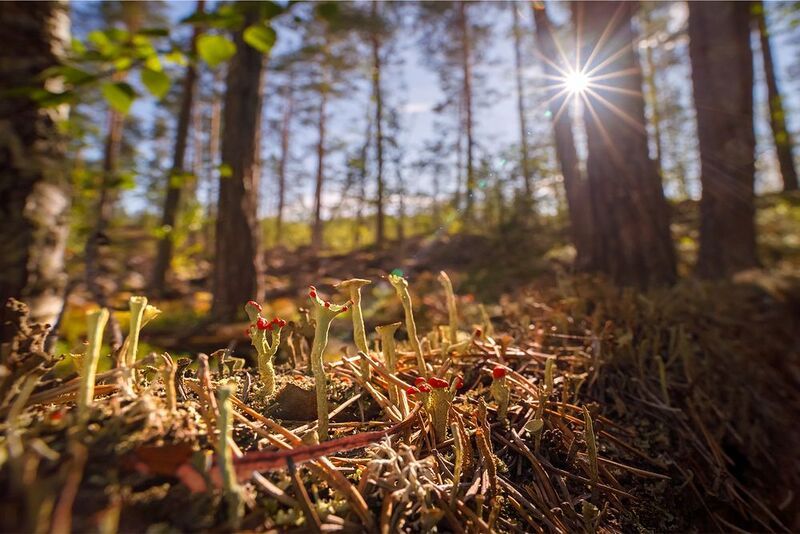лишайник, кладония, лето, скалы, ладожские шхеры, карелия, ладога, северное приладожье, сортавала, питкяранта, русский север,северная природа, северный пейзаж, пейзажи карелии, фототуры по карелии, фототуры по ладоге, фототур на ладожские шхеры Микрокосмос фото превью