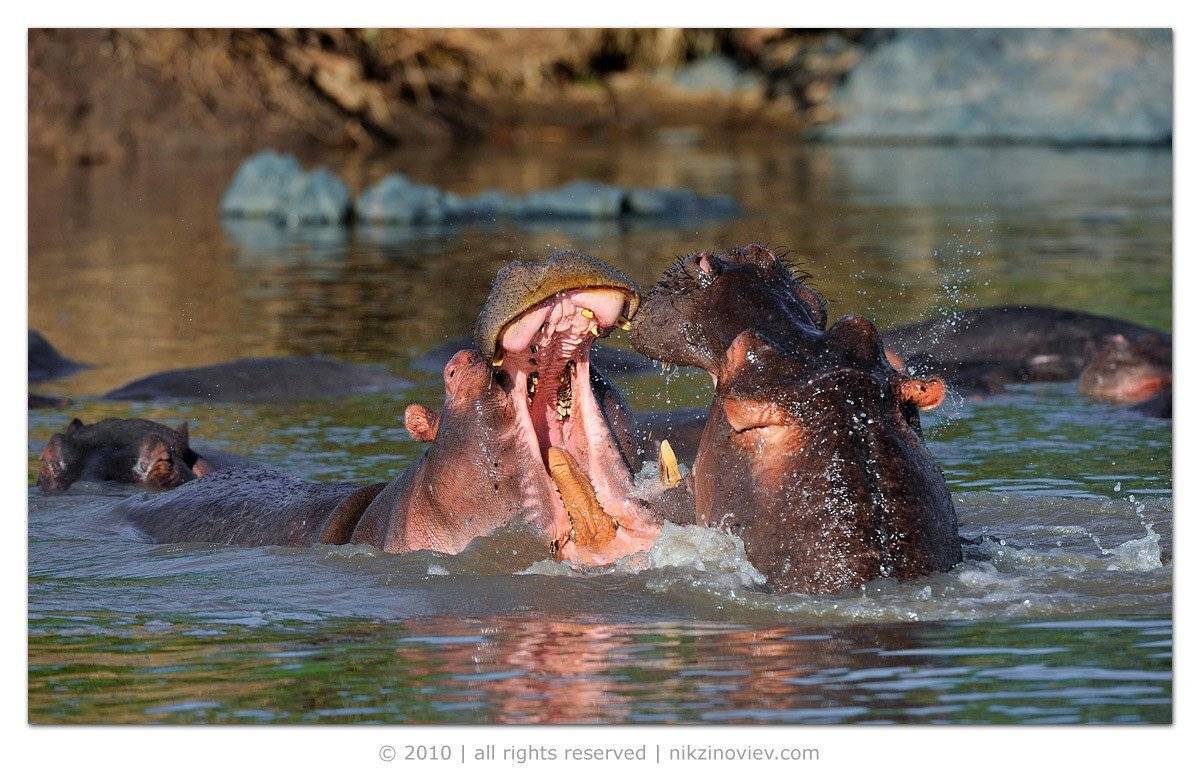 африка, серенгети, дикие животные, Николай Зиновьев