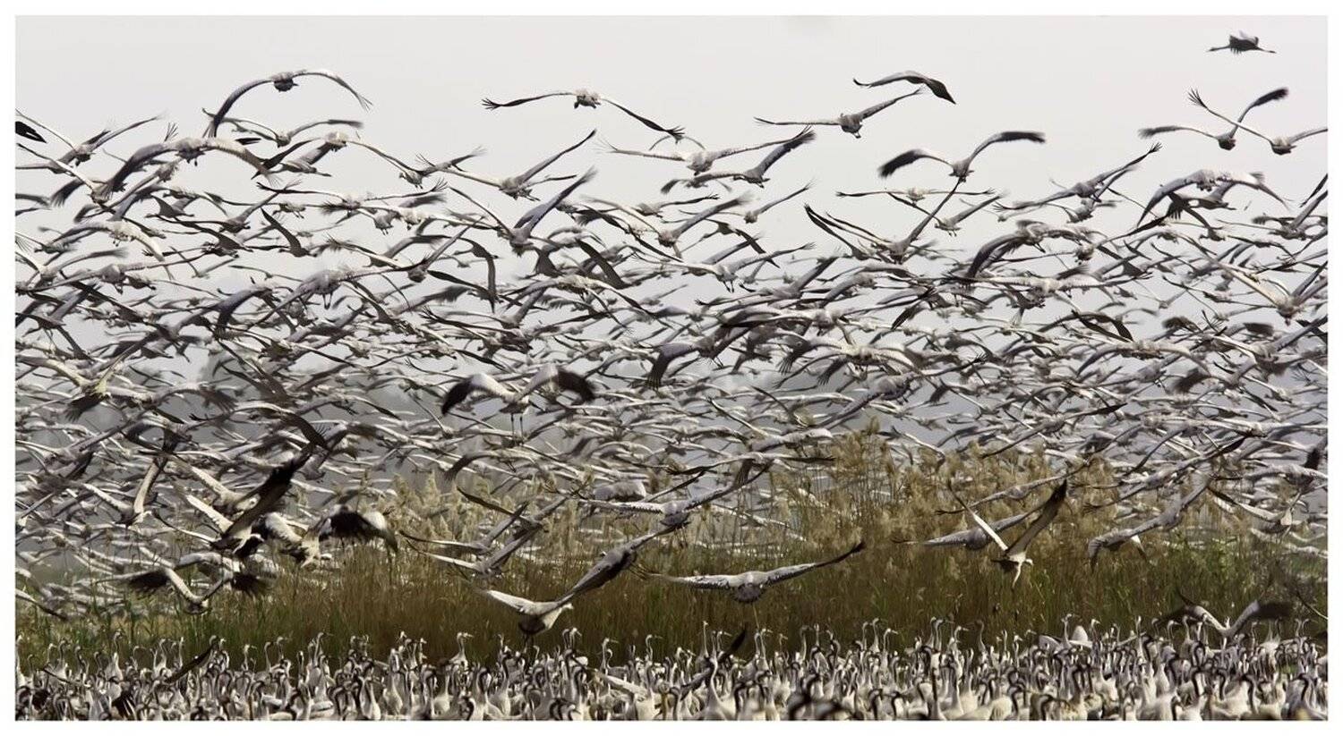 серый, журавль, grus, grus, ахула, израиль, перелетные, птицы, Elizabeth Etkind