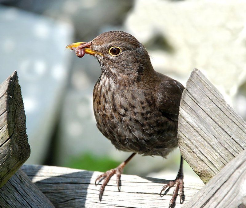 птицы дрозд фото превью