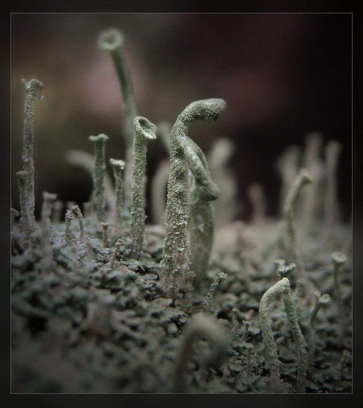 Грустная карточка про слонов. фото превью