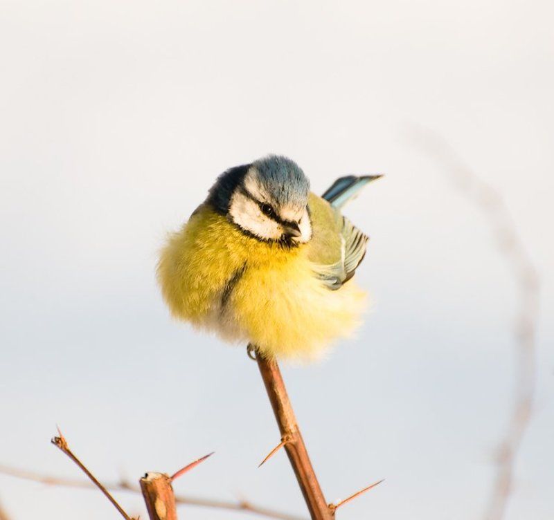 синица, мороз - 20 C фото превью