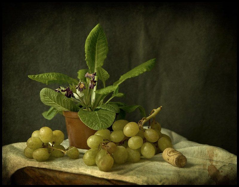 Primrose... фото превью