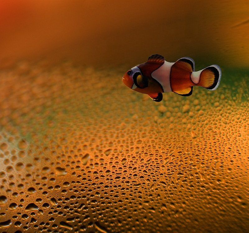 макро,капельки,клоун,рыба  фото превью