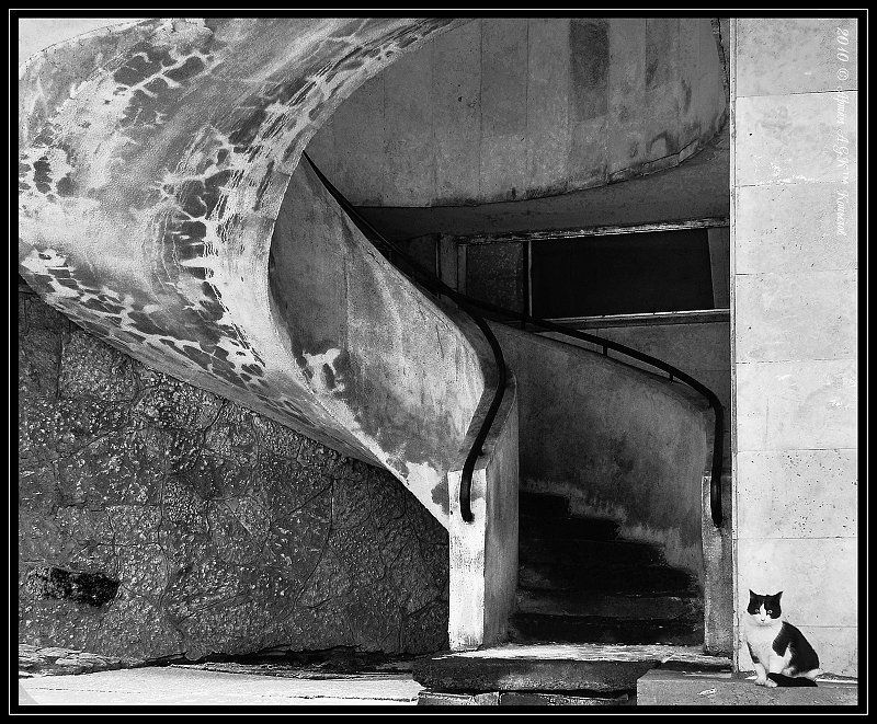 выборг, кот, лестница, швейцар Швейцар фото превью