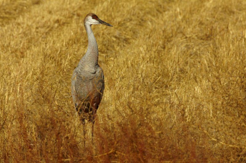 Канадский журавль фото превью