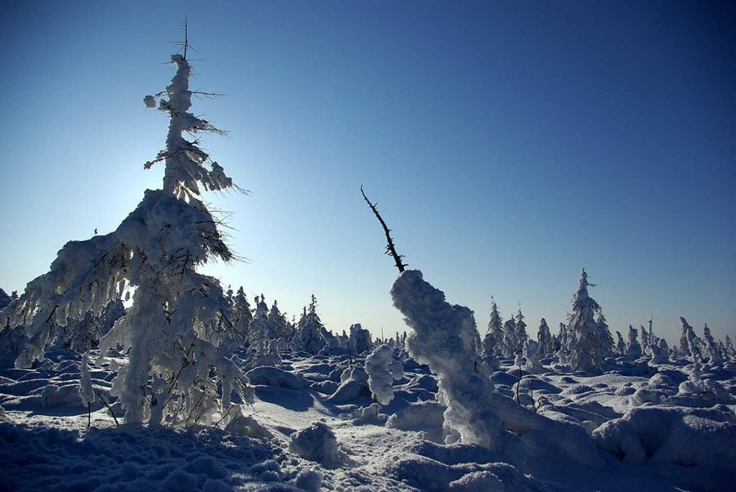 тайга,зима, Солодухин Виктор