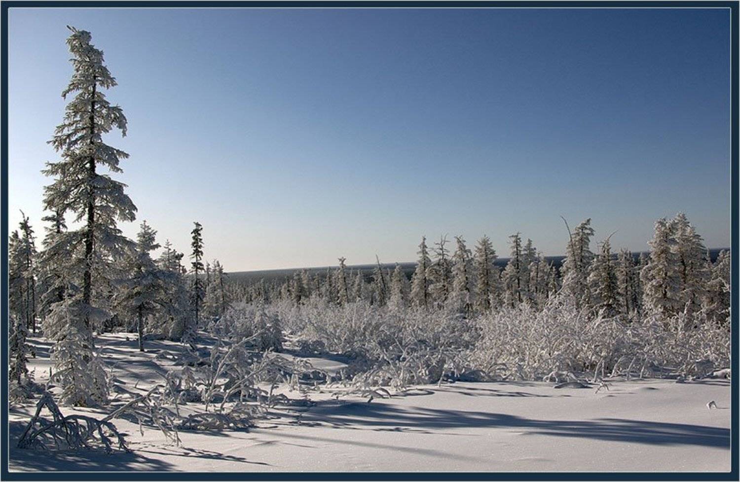 тайга,зима, Солодухин Виктор