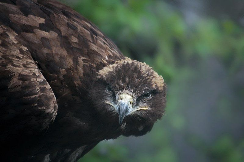 птица Ну, что ж.. задавайте свои вопросы.. Глаза в глаза... нос к носу... фото превью
