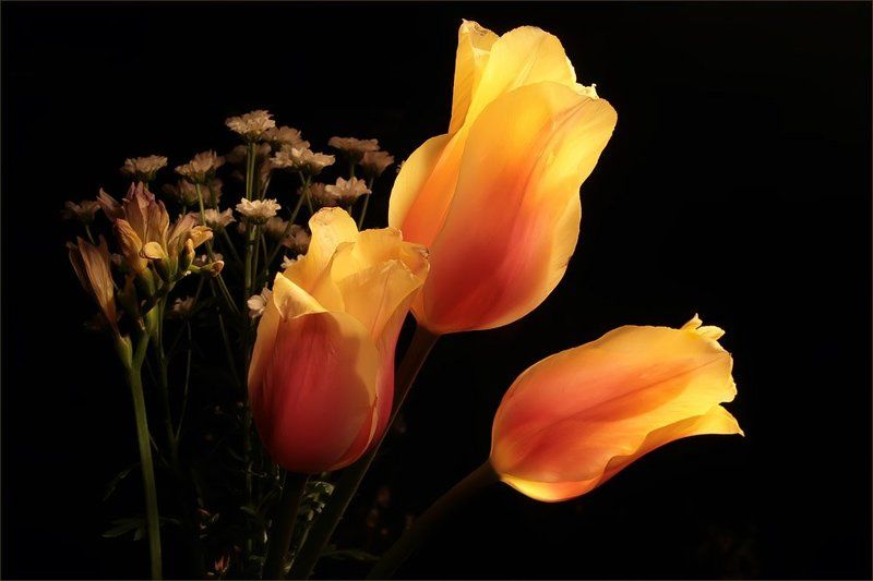 световая, кисть, тюльпаны И медовы и пьяны... Качались тюльпаны... Завлекают меня.. Мягким светом огня... фото превью