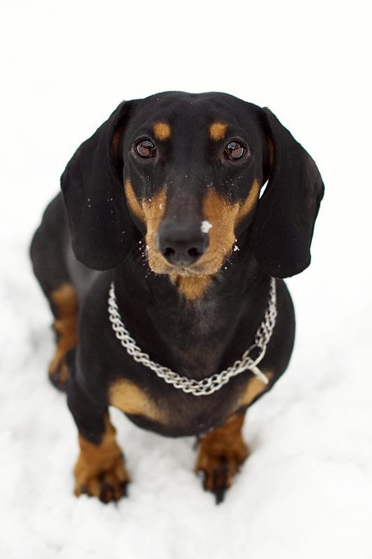 таксы фото превью