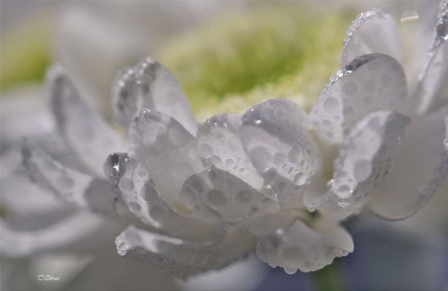 , Татьяна Образ