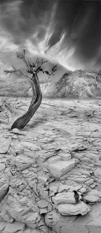 пустыня, пейзаж, дерево, жара The Desert фото превью