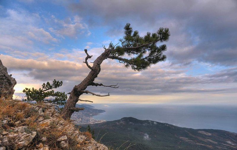 крым, дерево, сосна, облака над облаками фото превью