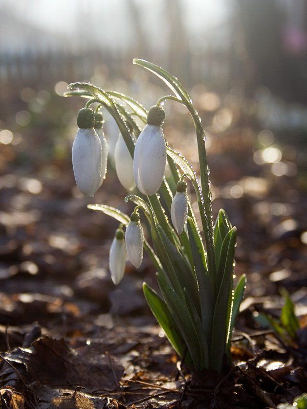 весна, утро, подснежник Весна фото превью