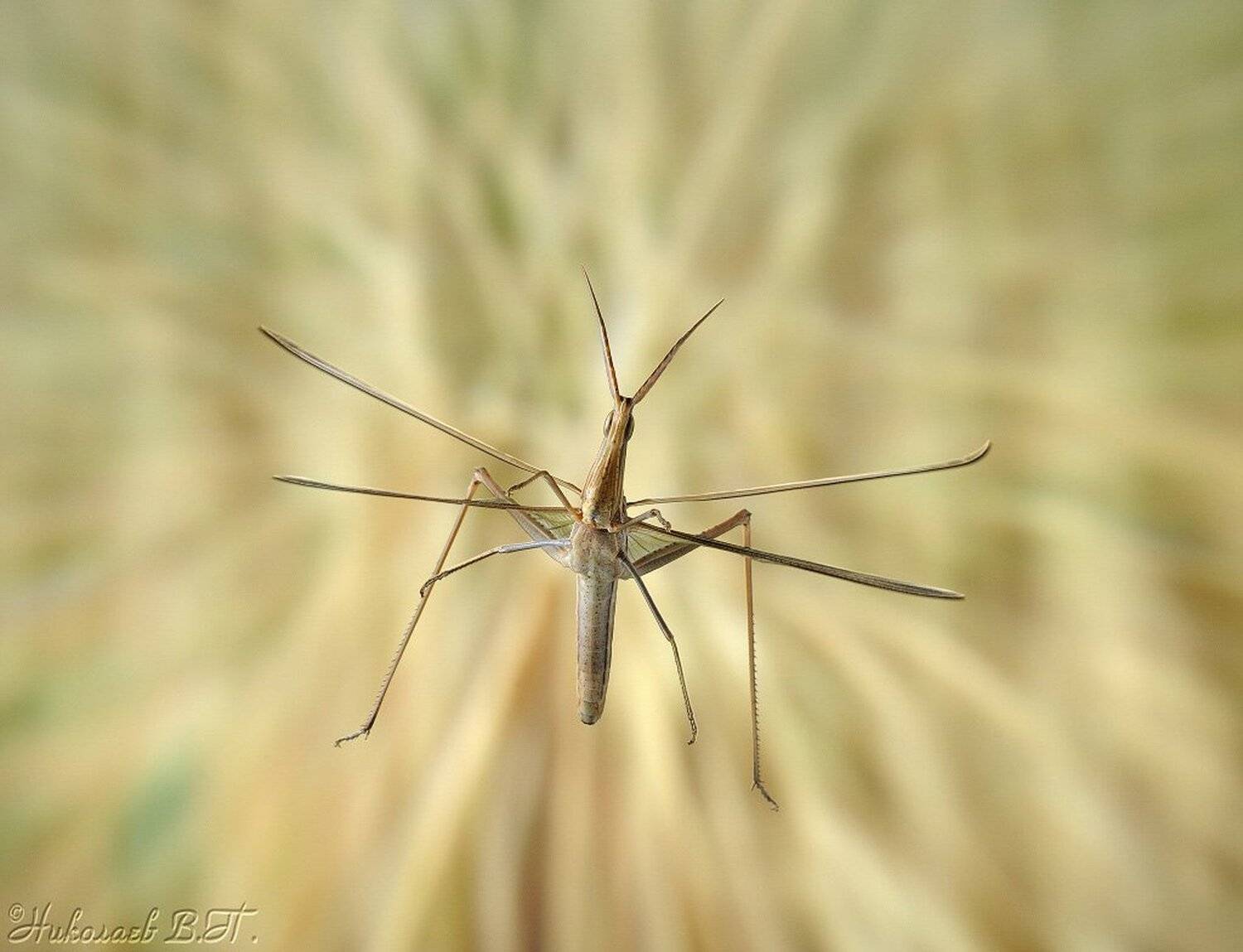 акрида, полет, прыжок, Валерий Николаев (Petrovich)